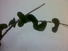 Aristolochia leptosticta