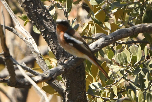 Eversmann's Redstart (Phoenicurus erythronotus), photo 10
