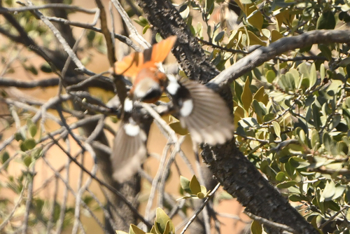 Eversmann's Redstart (Phoenicurus erythronotus), photo 9