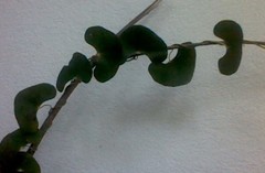 Aristolochia leptosticta