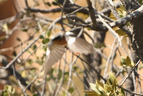 Eversmann's Redstart (Phoenicurus erythronotus), photo 8