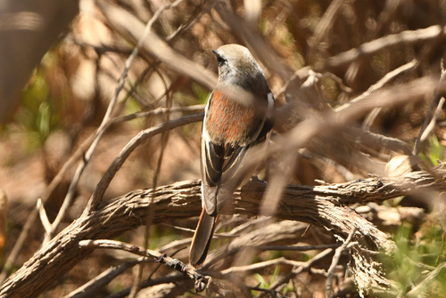 Eversmann's Redstart (Phoenicurus erythronotus), photo 4