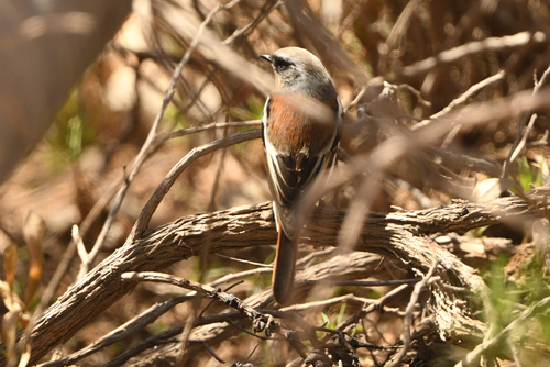 Eversmann's Redstart (Phoenicurus erythronotus), photo 3