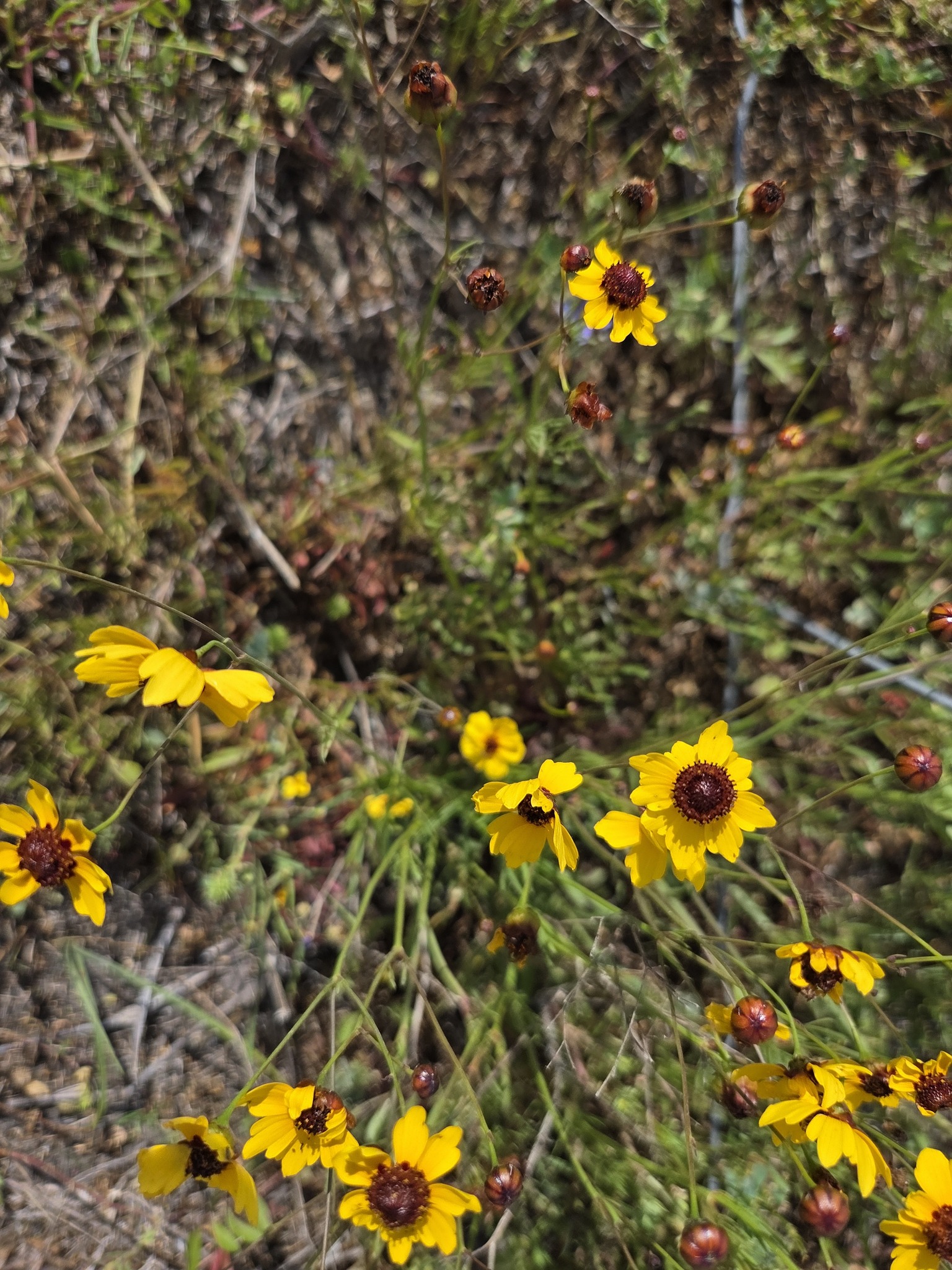 Plains Coreopsis (Coreopsis tinctoria)