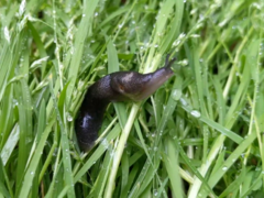 Tandonia sowerbyi