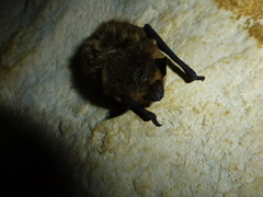 Eptesicus nilssonii