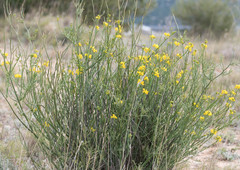 Coronilla juncea