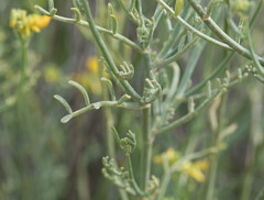 Coronilla juncea