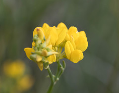 Coronilla juncea