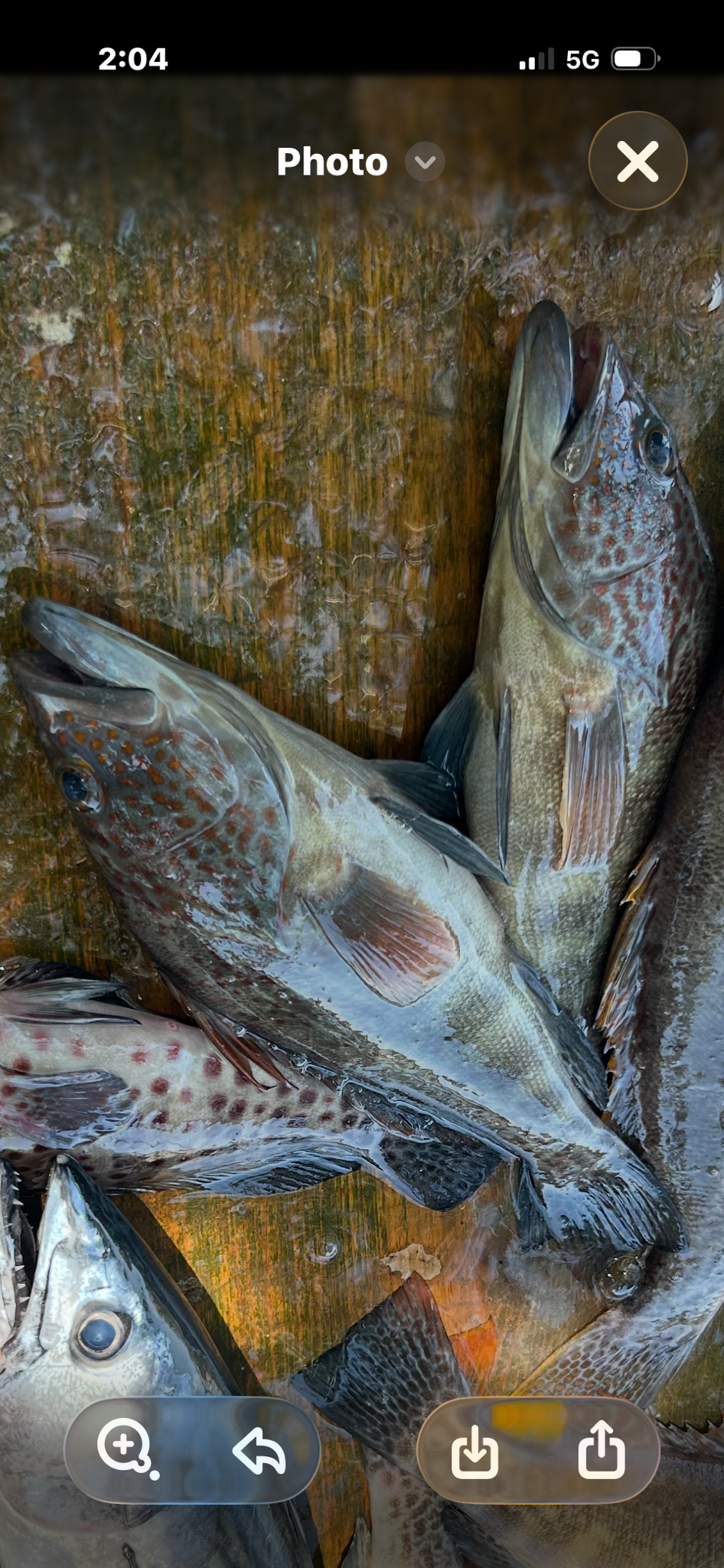 Parrot Sand Bass photo 3