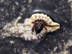 Calcinus laevimanus