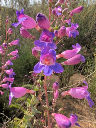 Penstemon spectabilis