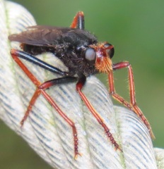 Proagonistes