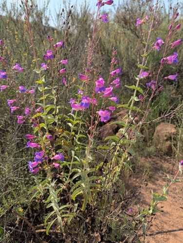 Penstemon spectabilis