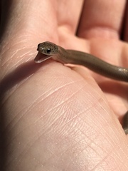 Virginia valeriae elegans