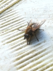 Tachina ursina