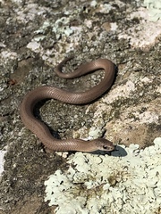 Virginia valeriae elegans