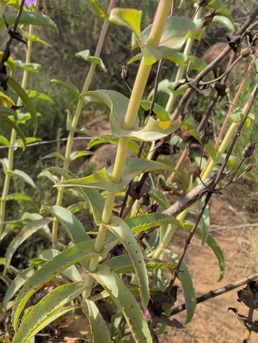 Penstemon spectabilis