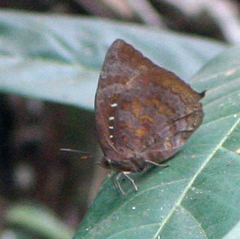 Arhopala centaurus nakula