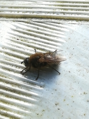 Tachina ursina