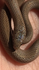 Virginia valeriae elegans