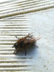 Tachina ursina