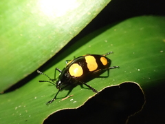 Scaphidomorphus bosci