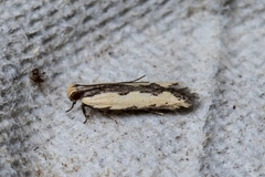 Ardozyga catarrhacta