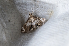 Hylebatis scintillifera