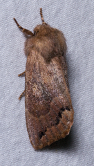Orthosia garmani