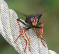 Proagonistes