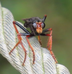 Proagonistes