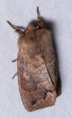 Orthosia garmani
