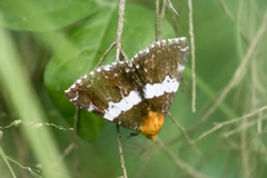 Buzara latizona