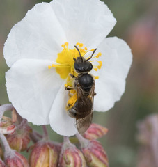 Lasioglossum