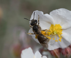 Lasioglossum
