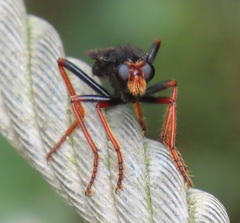 Proagonistes