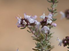 Thymus vulgaris