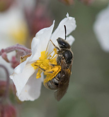 Lasioglossum
