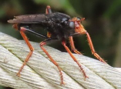 Proagonistes