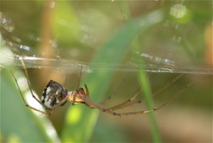 Floronia bucculenta