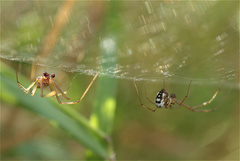 Floronia bucculenta