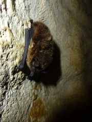 Eptesicus nilssonii