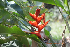 Heliconia bihai