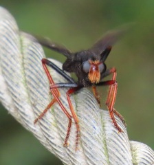 Proagonistes