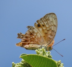 Phalanta