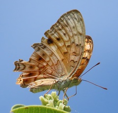 Phalanta