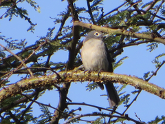 Melaenornis fischeri