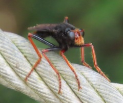 Proagonistes