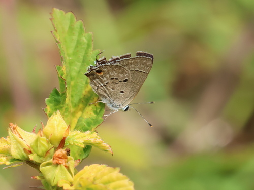 Mallow Scrub-Hairstreak